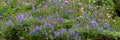 Closeup of wildflower meadow with lupin, paintbrush, and other flowers as a nature background Royalty Free Stock Photo