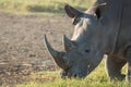 Closeup wildlife/animal portrait of a white rhino Royalty Free Stock Photo