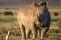 Closeup wildlife/animal portrait of a white rhino Royalty Free Stock Photo