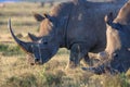 Closeup wildlife/animal portrait of a white rhino Royalty Free Stock Photo