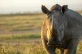 Closeup wildlife/animal portrait of a white rhino