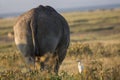 Closeup wildlife/animal portrait of a white rhino