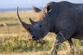 Closeup wildlife/animal portrait of a white rhino in Lake naivasha Royalty Free Stock Photo