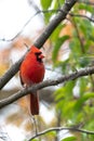 Closeup wildlife bird photograph of an adult male Northern Cardinal perched on a tree branch in the forest in the Midwest Royalty Free Stock Photo