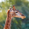 Closeup of wildlife in a conservation national park with wild animals in Africa. A single long neck mammal in the