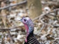 A closeup wildlife photograph of the head of a male bronze colored wild turkey standing and looking at the camera in the woods in