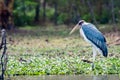 Closeup wildlife portrait of marabou stork