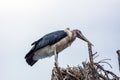 Closeup wildlife portrait of marabou stork Royalty Free Stock Photo