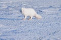 Closeup wildlife white polar fox winter in the Arctic Svalbard