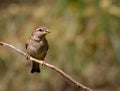 Closeup of a willow sparrow (Passer hispaniolensis) perched on a tree branch
