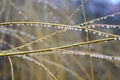 Rain drops on twigs of a willow Royalty Free Stock Photo