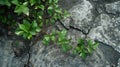 A closeup of a wilted plant and cracked soil in a neglected city garden. Despite having access to water the plant Royalty Free Stock Photo