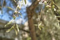 Closeup wind blow branches of beautiful olive tree foliage showing fruits and leaves with wind blow green tree bokeh and blue sky Royalty Free Stock Photo