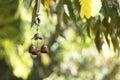 Closeup wind chimes in the garden for happiness, success, power, wealth