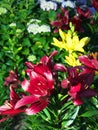 Closeup of Wine color lilies in a garden