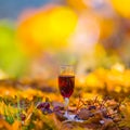 Closeup wine glass on forest glade among fruit and golden dry leaves Royalty Free Stock Photo