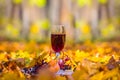 Closeup wine glass on forest glade among fruit and golden dry leaves Royalty Free Stock Photo