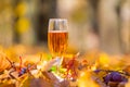 Closeup wine glass stay among vine and dry leaves