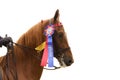 Closeup of winning Saddlebred horse Royalty Free Stock Photo