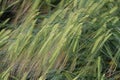 Closeup of winter barleys