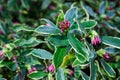 Closeup of Winter Daphne with pink buds ready to bloom, as a nature background