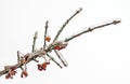 Ice storm  frozen covered Burning Bush branch Royalty Free Stock Photo