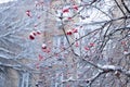 closeup of winter nature season with frosty rowan berries twig. winter nature with frosty rowan Royalty Free Stock Photo