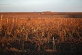 Closeup of winter vineyard with reddish brunches at sunset Royalty Free Stock Photo