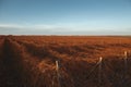 Closeup of winter vineyard with reddish brunches at sunset Royalty Free Stock Photo