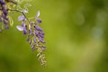 Closeup of wisteria bloom against blurred green foliage backgound Royalty Free Stock Photo