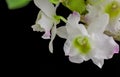 Closeup of Wite orchids on a black background Royalty Free Stock Photo