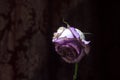 Closeup of withered and dried pink and yellow rose petals isolated on black Royalty Free Stock Photo