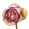 Closeup of withered and dried pink and yellow rose petals Royalty Free Stock Photo