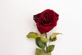 Closeup of withered and dried red rose on white background. Design concept. Copy Space Royalty Free Stock Photo