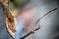 Closeup withered leaves on a branch on a blurred backdrop, selective focus