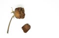 Closeup withered red rose isolated on white background. disappointment love or broken heart concept