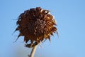 Closeup of a withered sunflower against the blue sky Royalty Free Stock Photo