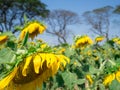 CloseUp withered sunflower with sunflowers garden and blue sky b