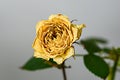 Closeup withered yellow rose, concept