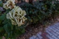 Close up of a withering white rose with foliage behind Royalty Free Stock Photo