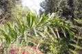 Closeup of Wodyetia bifurcata leaves with a natural background Royalty Free Stock Photo