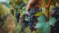 Closeup of woker hand picking ripe grapes from vineyard