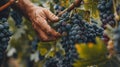 Closeup of woker hand picking ripe grapes from vineyard