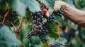 Closeup of woker hand picking ripe grapes from vineyard