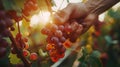 Closeup of woker hand picking ripe grapes from vineyard