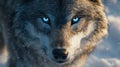 Closeup Of A Wolf With Bright Blue Eyes In Winter Snow Royalty Free Stock Photo