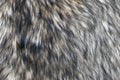 Wolf fake fur texture background Royalty Free Stock Photo