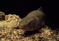 Close up Wolf Fish or Hoplias malabaricus Underwater