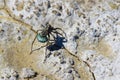 Closeup of a Wolf Spider carrying her egg sac Royalty Free Stock Photo