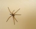 Closeup of Wolf Spider, missing a leg